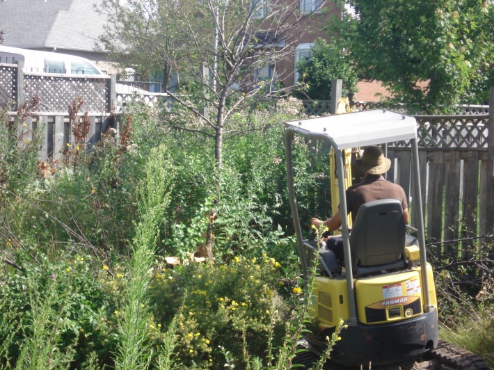 Overgrown weeds and dead trees